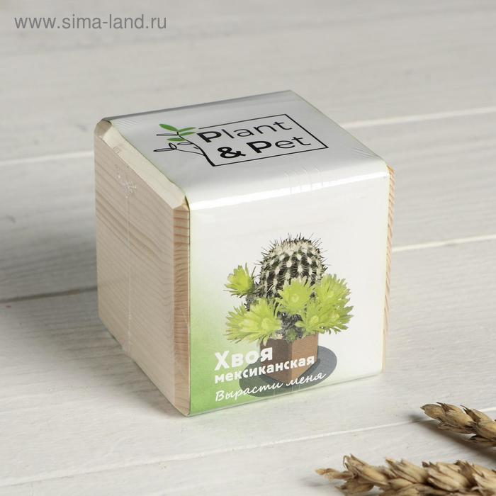 фото Набор для выращивания p&p "мексиканская хвоя"