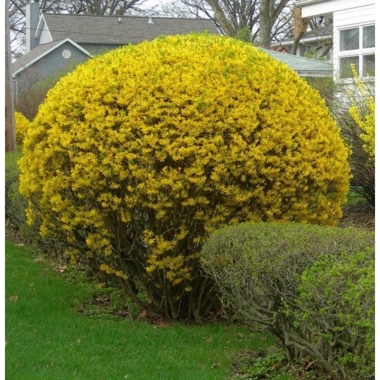 Форзиция Фото И Описание Кустарника – Telegraph