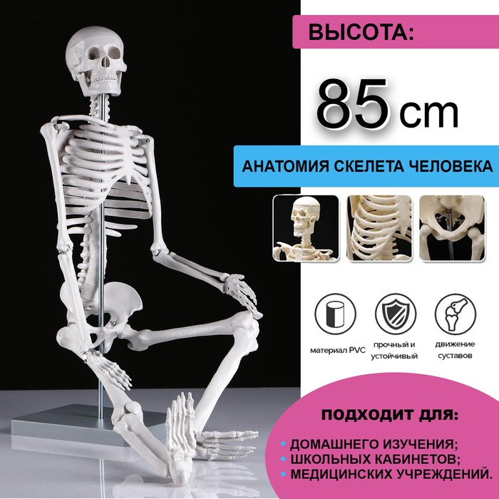 Макет Скелет человека 85см