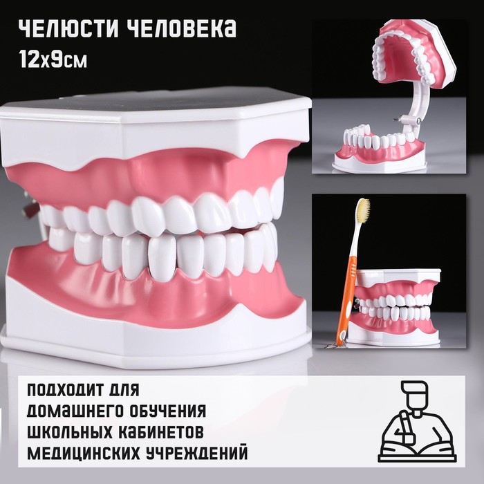 Макет Челюсти человека 12*9см