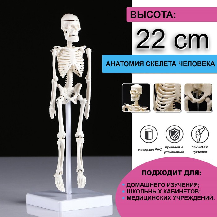 Макет Скелет человека 22см скелет и мускулы человека