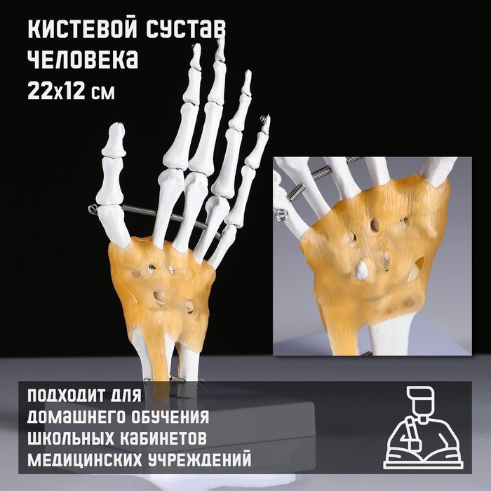 

Макет "Кистевой сустав человека" 22*12см