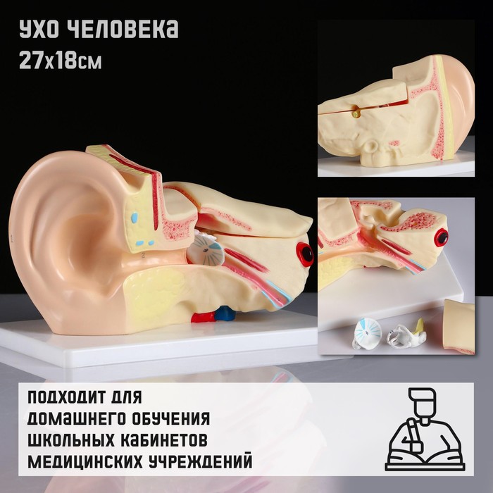 

Макет "Ухо человека" 27*18см