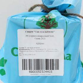 

Спирея "Сан-суси набиона" Р9 (горшок квадратный 9см) 1 шт, Осень 2021
