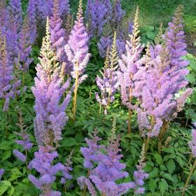 

Астильба "Пумила" Корневища набор 2 шт, Осень 2021