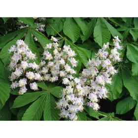 

Каштан, С3 (горшок 3 л.), 20-40 см высота, Осень, 1 шт