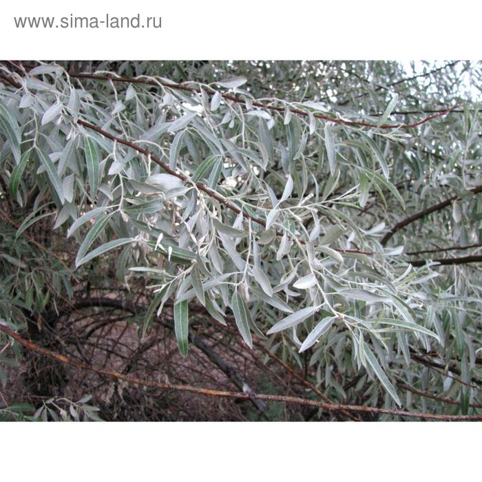 

Лох серебристый,С2-С3 (горшок 3 л.), 20-40 см высота, Осень, 1 шт