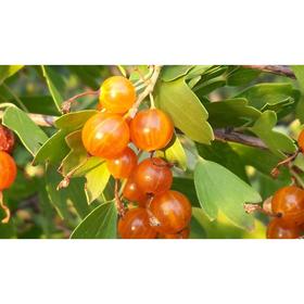 

Смородина золотистая, С2 (горшок 2 л.), 40-60 см высота, Осень, 1 шт