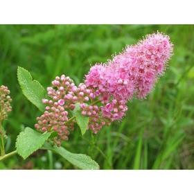 

Спирея иволистная, С3 (горшок 3 л.), 20-40 см высота, Осень, 1 шт