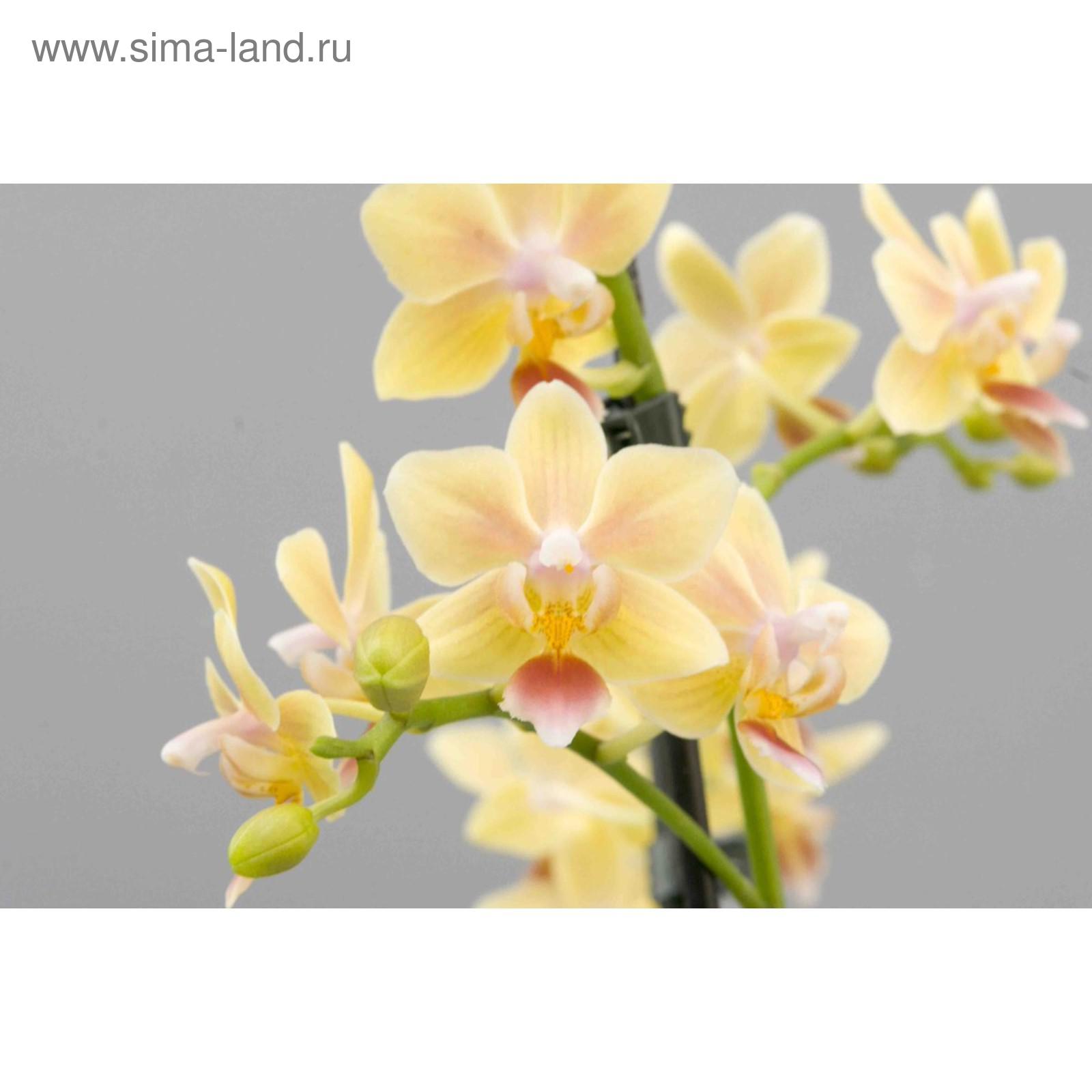 Орхидея Санни Смел