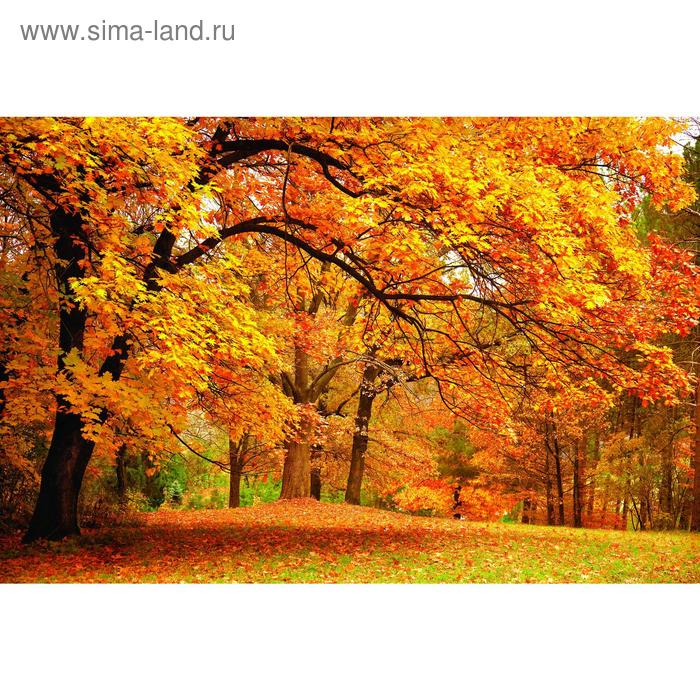 

Фотобаннер, 300 × 200 см, с фотопечатью, люверсы шаг 1 м, «Осенний клён», Greengo