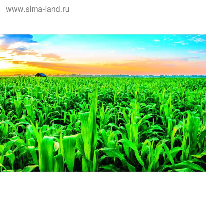 Фотобаннер, 250 × 200 см, с фотопечатью, люверсы шаг 1 м, «Кукуруза»