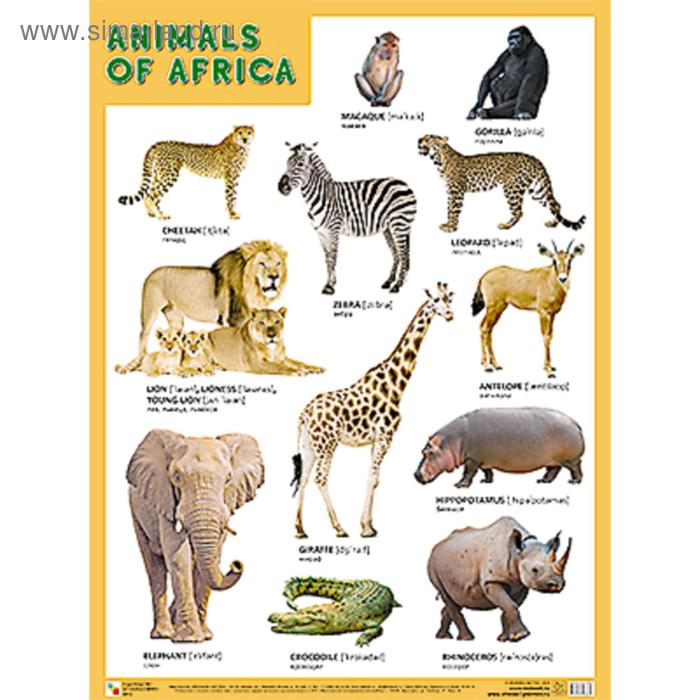 Плакаты (англ). ANIMALS OF AFRICA (Животные Африки)