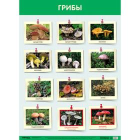 

Плакат. Грибы, А2