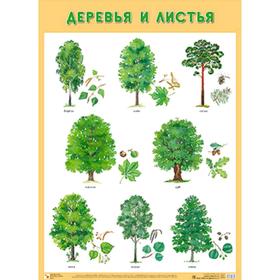 

Плакат. Деревья и листья