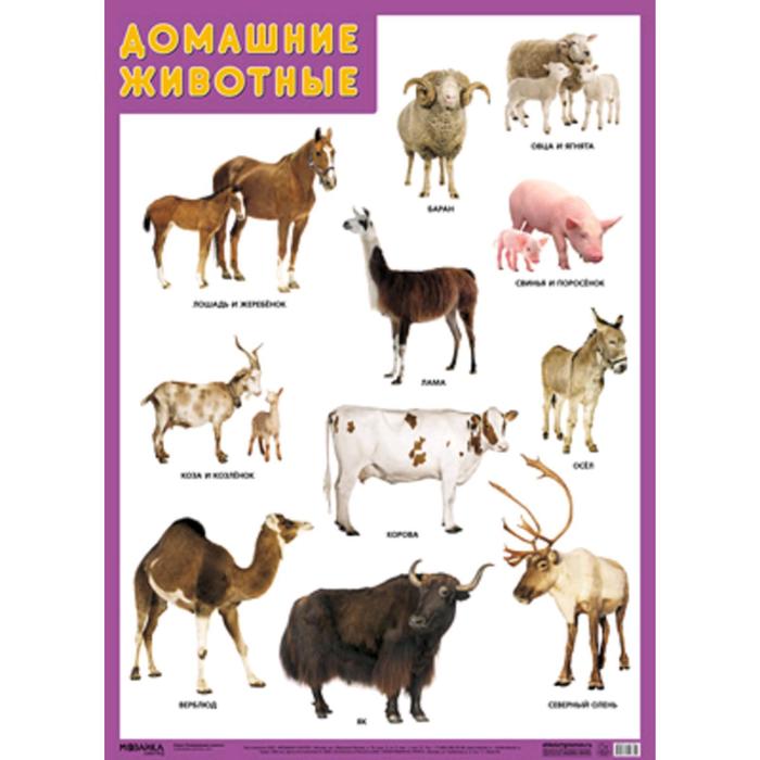 

Развивающие плакаты. Домашние животные, Нафиков Р. М.