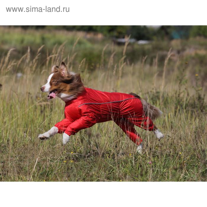 фото Комбинезон osso для собак, сука (дс 50, ош 42-52, ог 50-68 см), красный osso fashion