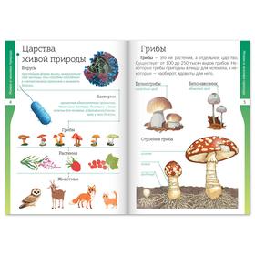 

Книжка-шпаргалка «Окружающий мир. Живая и неживая природа», 12 стр.