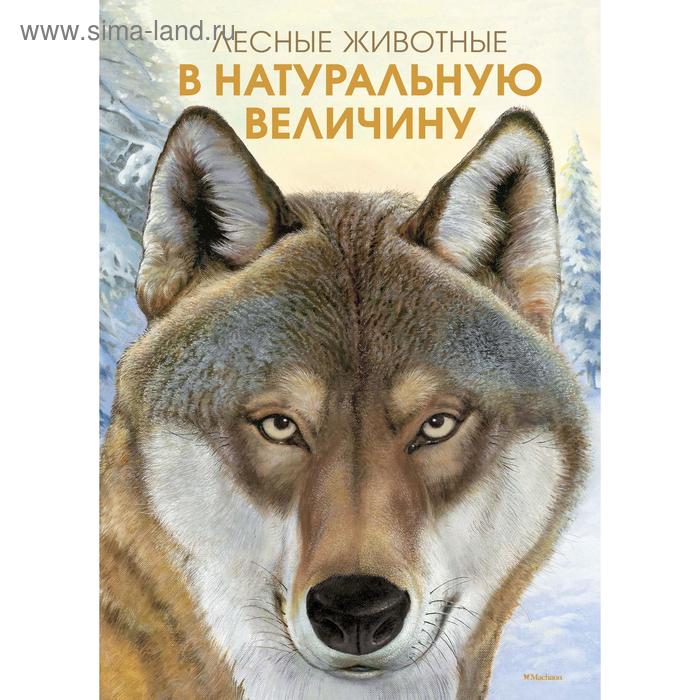 Лесные животные в натуральную величину. Хааг Х. обучающие книги махаон книга лесные жители в натуральную величину