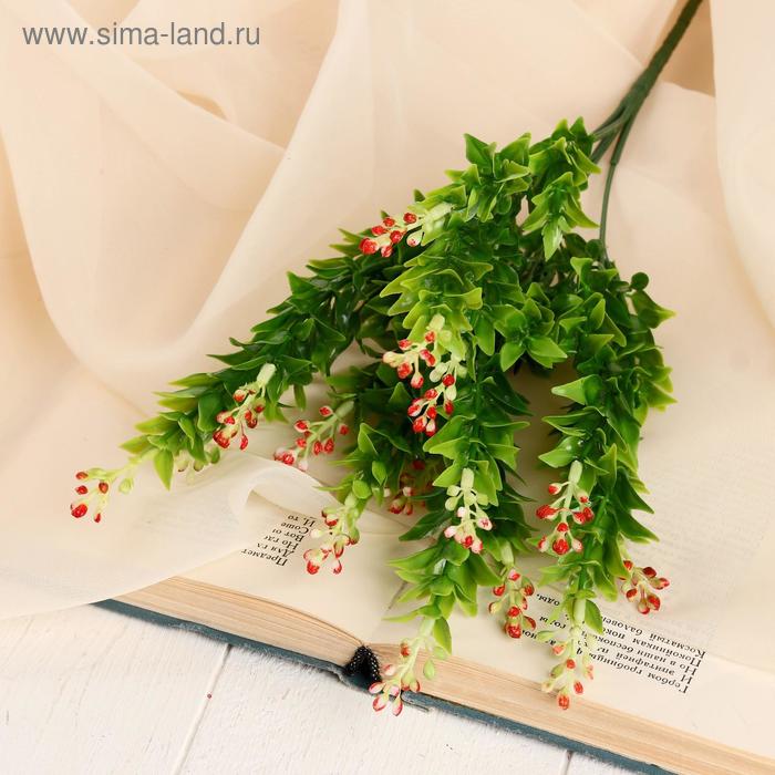 

Букет "Платикладус" 30 см, микс