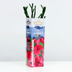 Саженец розы Анданте, 1 шт, Весна 2022 от Сима-ленд