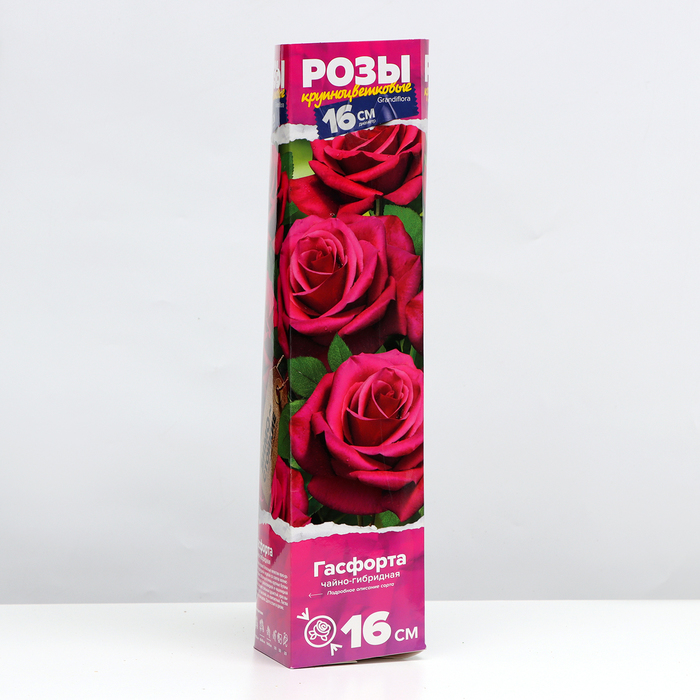 Саженец розы Гасфорта Весна 2024, 1 шт. саженец розы карамельная мечта весна 2023 1 шт