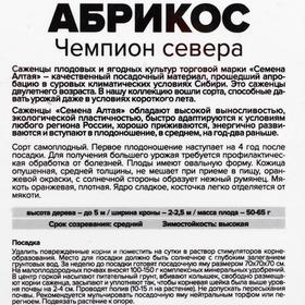 

Саженец Абрикос Чемпион севера 1 шт , Весна 2021