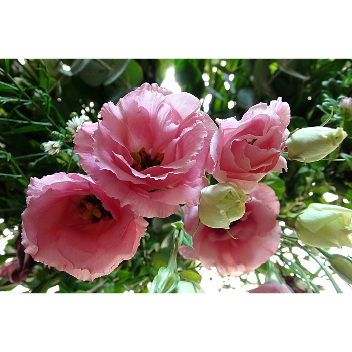 Семена цветов Эустома Рози F1 лиловая крупноцветковая махровая, 5 шт семена цветов эустома рози f1 розовая пикоти крупноцветковая махровая 5 шт