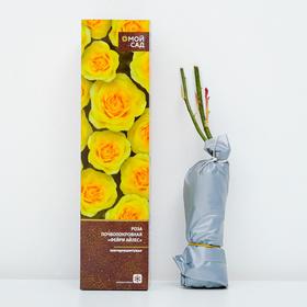

Роза почвопокровная Фейри Айлес (в тубе) 1 шт, 2/3 стебля