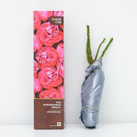 Роза почвопокровная Мосдаг (в тубе) 1 шт, 2/3 стебля от Сима-ленд