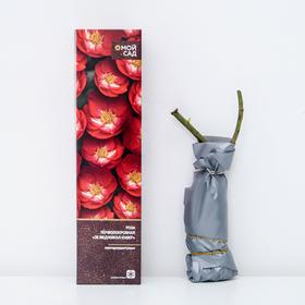 Роза почвопокровная Зе Меджикал Кавер (в тубе) 1 шт, 2/3 стебля от Сима-ленд