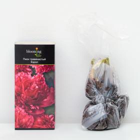 

Пион травянистый Кэрол (в тубе) 1 шт, 2-3 стеблей