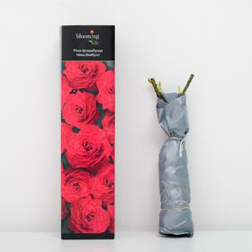 

Роза "Blooming life" флорибунда "Нина Вейбулл" (в тубе) 1 шт., 3-5 стеблей