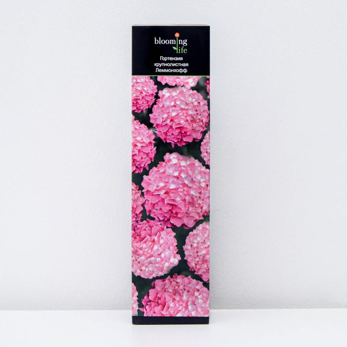Гортензия крупнолистная Леммонхофф (в тубе) 1 шт