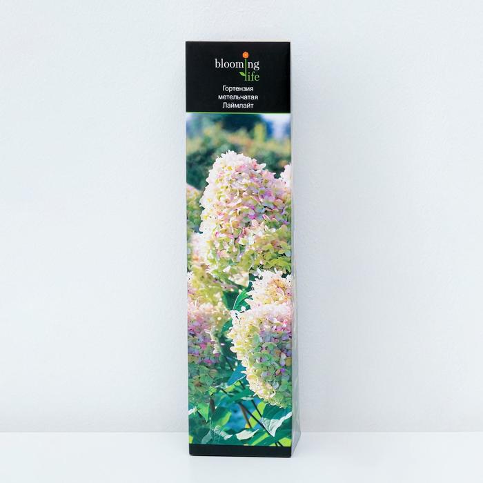 Гортензия метельчатая Лаймлайт (в тубе) 1 шт