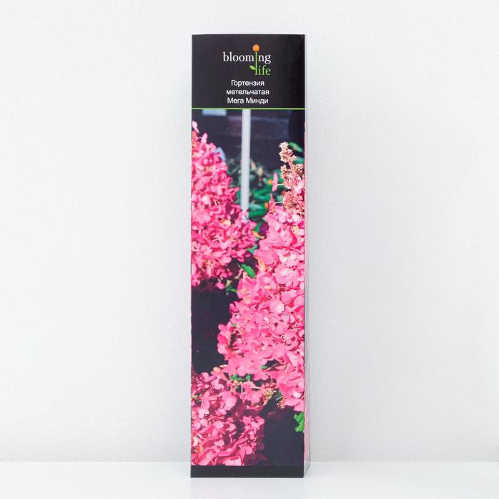 Гортензия метельчатая Мега Минди (в тубе) 1 шт