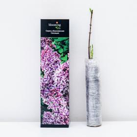 

Сирень обыкновенная Сенсация (в тубе) 1 шт