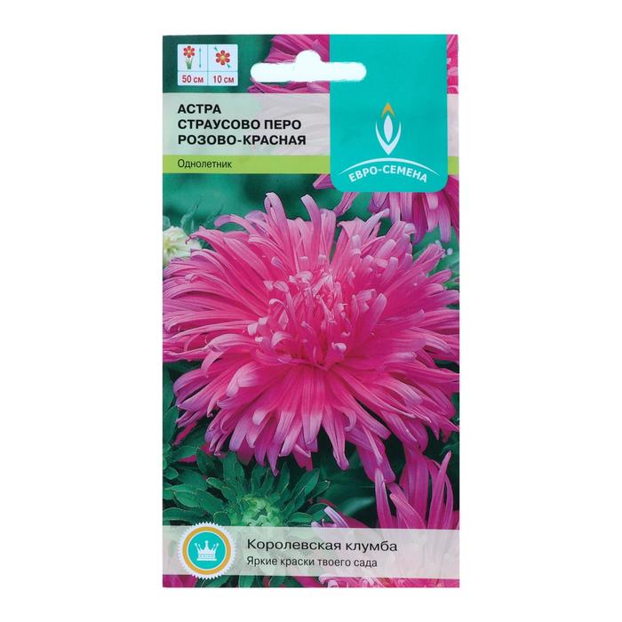 Астра страусово перо Астра страусово перо