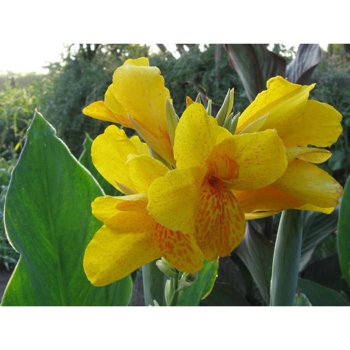 Канна желтая цветок фото Канна желтая цветок фото