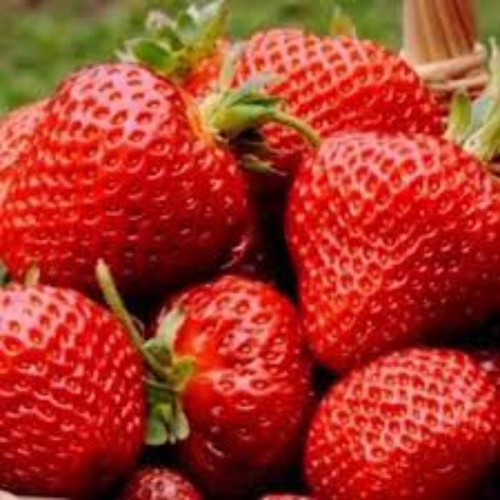 

Саженец Земляники ФРИГО Кабрилло А+ (15-20 мм), набор 5 шт
