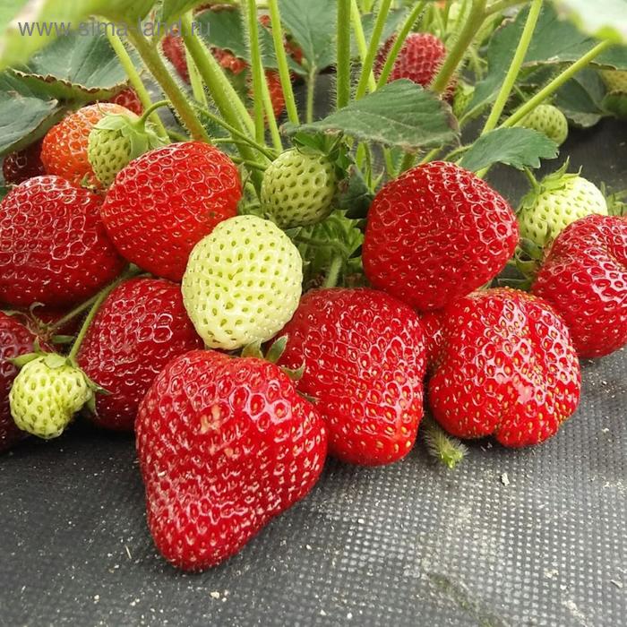 фото Саженец земляники фриго клери а+ (15-20 мм), набор 10 шт