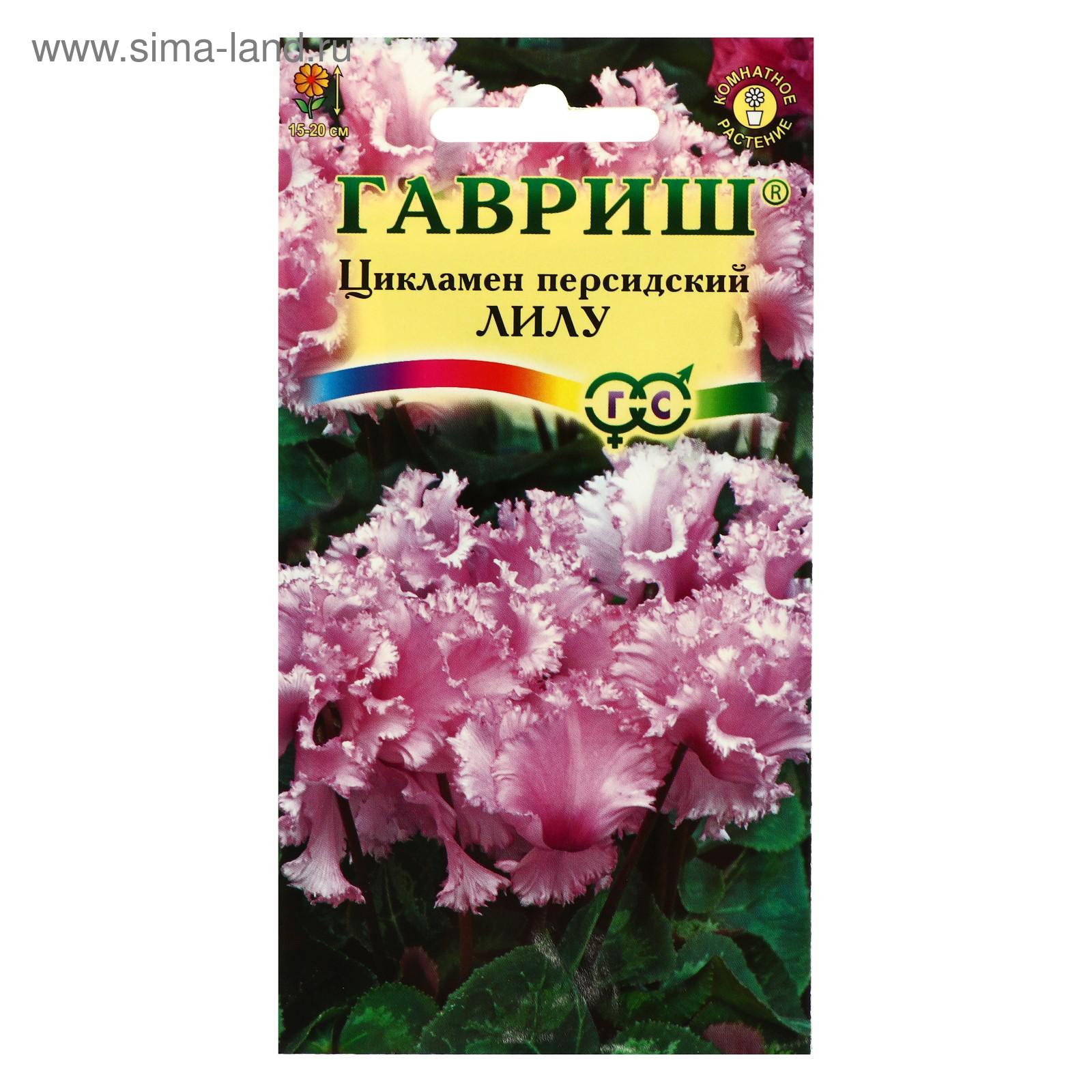 Семена Комнатных Цветов Фото