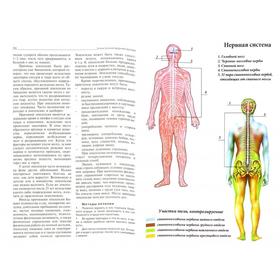 

Современная энциклопедия народной медицины. Мазнев Н.