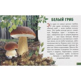 

Грибы