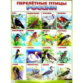 

Перелетные птицы Росии