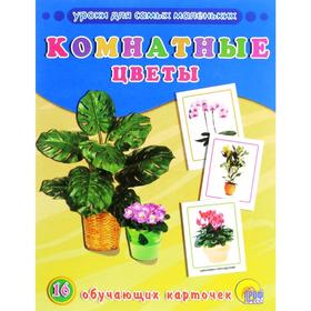 

Комнатные цветы