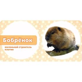 

Мои лесные друзья