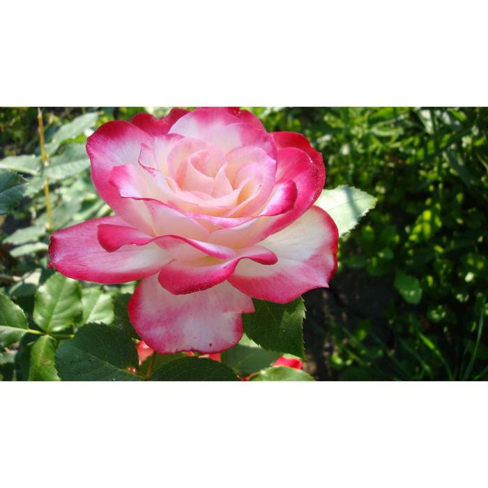 Саженец розы "Персис", 1 шт, туба, Весна 2023