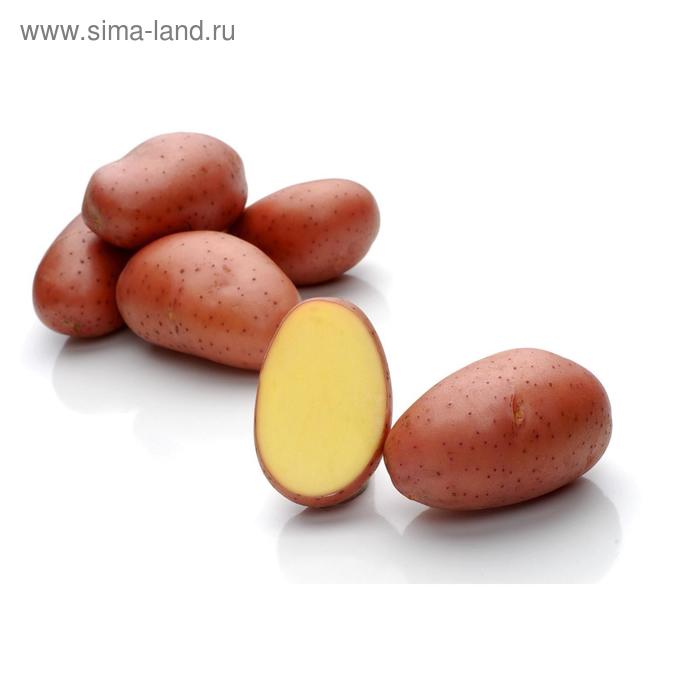 

Семенной картофель "Ред Скарлетт", 5 кг +/- 10%, 1 репр.,