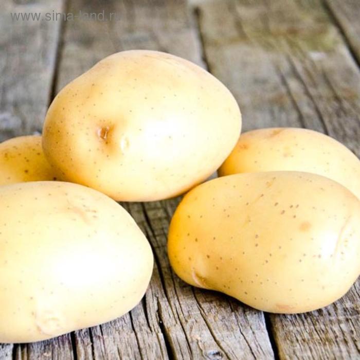 

Семенной картофель "Импала", 1 кг +/- 10%, Элита